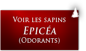 Sapins Epicea