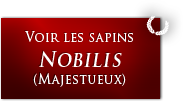 Sapins Nobilis