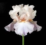 Fleur : Iris blanc
