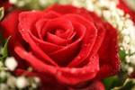Fleur : Rose rouge