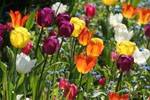 Fleur : Champ de tulipes