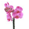 Orchid�es