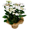 Plantes fleuries