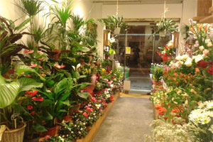 FLEURS DES 4 SAISONS