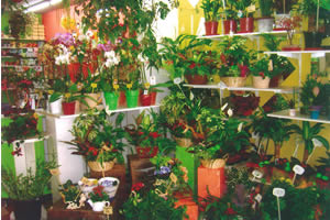 FLEURS DARMOISES
