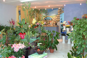 FLEURS DE POTS