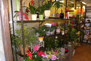 GEMENOS FLEURS