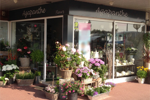 AGAPANTHE