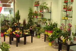 L ORCHIDEE 
