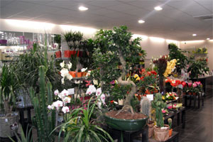 IN DECO FLEURS 