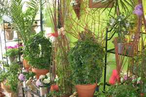 COTE FLEURS