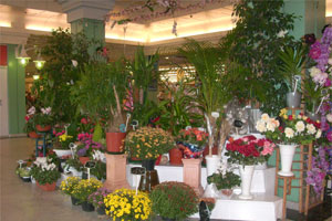 L ILOT FLEURS