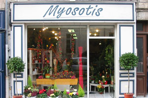 MYOSOTIS