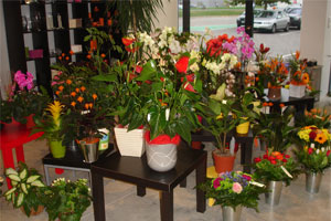 FLEURS DE MA PASSION     