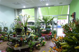 TENDANCES FLEURS       