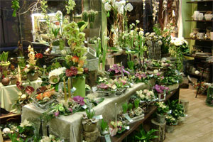 AMBIANCE FLORALE