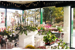 LE LYSIANTHUS