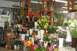LE JARDIN FLEURI