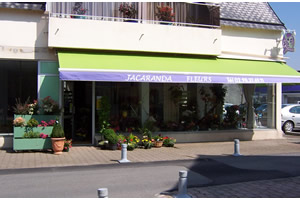 JACARANDA FLEURS