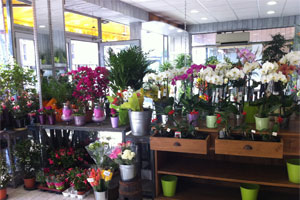 LES FLEURS DU NIL