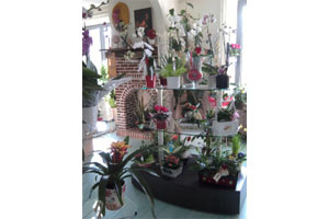 AMARYLLIS