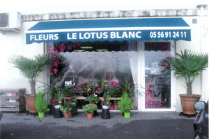 LE LOTUS BLANC
