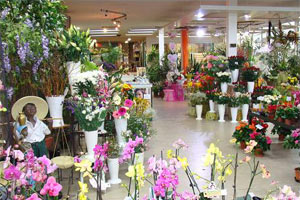 CENTRAL FLEURS