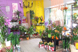 AUX SOURIRES DES FLEURS