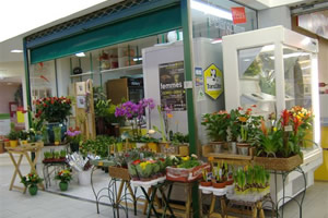 LE PELARGONIUM