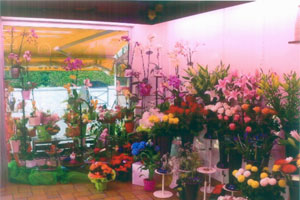 CAROL FLEURS         
