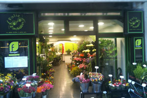 FOLIE D ORCHIDEE