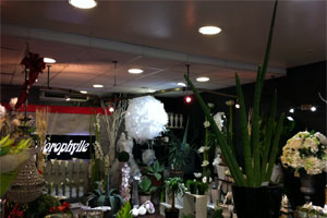 CHLOROPHYLLE