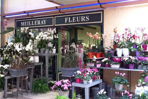 FLEURS MEILLERAY