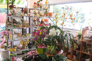 GUILBAULT FLEURS