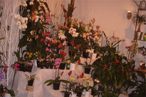 L ATTITUDE FLEURS