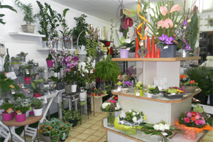 EVA FLEURS