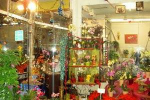 PHILI FLOR