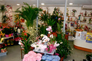 TOUT FLEURI