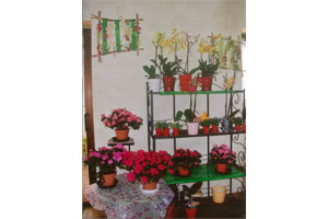 LM FLEURS