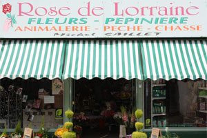 ROSE DE LORRAINE