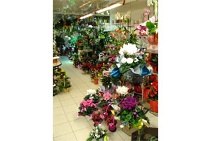 DARDE FLEURS