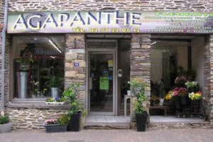 AGAPANTHE