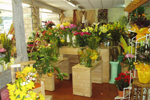 FLEURS EN MORVAN