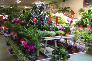 MONDIAL FLEURS