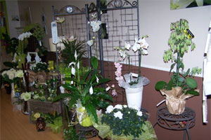 UN PARFUM DE FLEURS