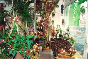 CREATIONS VEGETALES