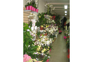 A VOS FLEURS