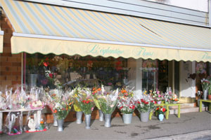 EGLANTINES FLEURS