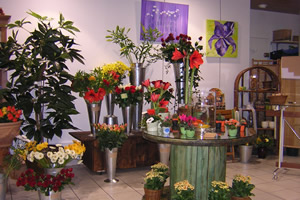 JARDIN D O