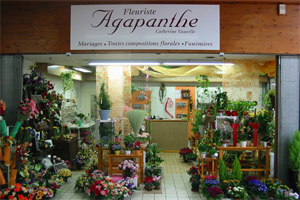 AGAPANTHE